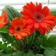 Gerbera