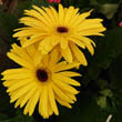 Gerberas can be grown as houseplants and will flower for many months and sometimes for most of the year