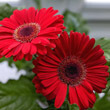 They make for truly eyecatching and colourful houseplants