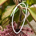Blooming flowers at the end of a peduncle on a Hoya carnosa Krimson Princess