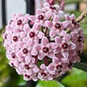 Hoya carnosa Wax Plant in full bloom