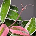 Hoya carnosa Krimson Queen growing new vines, new leaves are often pink or crimson