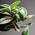 A Hoya carnosa Krimson Queen