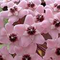 The flowers of Hoya carnosa grow in rounded clusters made up of many small star-shaped blooms