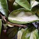 The Hoya carnosa Krimson Princess has the variegation on the inside of the leaf.