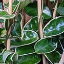The Hoya carnosa Krimson Queen has the variegation on the outside of the leaf.