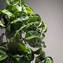 Hoya carnosa Krinkle has crimped dark green leaves