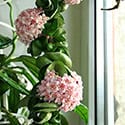 Hoya carnosa 'Compacta' or the Hindu Rope Plant by Kor!An