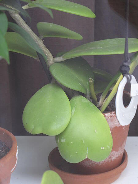 Hoya Kerrii (Sweetheart Plant / Valentine Hoya) Guide  Our House Plants