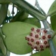 Photo showing the flowers of the Hoya kerrii by Hobbykafe