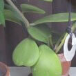 Hoya plant Hoya plant