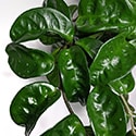 Close zoomed photo showing the Hoya Krinkle 8 wrinkled and glossy leaves