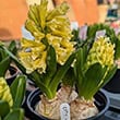 Three unusual yellow hyacinths starting to flower. When grown in cooler places the flowering stems tend to stay shorter