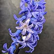 A single mutant white flower bud when the rest are a blue shade. Very unusual but still beautiful and striking