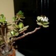 Jade Plant Flowers For Sale