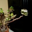 Jade Plant Flowers.