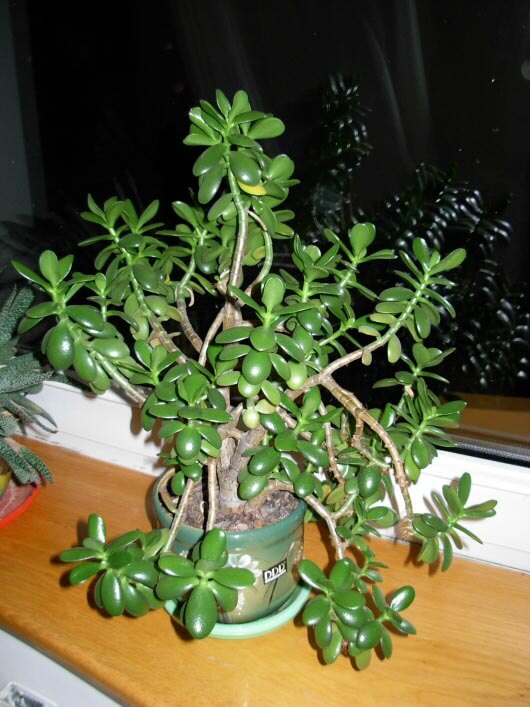 crassula ovata plants