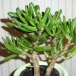 Jade Plant For Sale