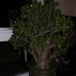 Photo Of A 55 Year Old Jade Plant Taken By Tompaul82.