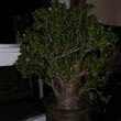 Photo of a 55 year old Jade Plant taken by Tompaul82.