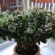 Liz's Jade Plant has been flowering since the end of November (read the comments below to see how she did it)