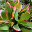 Photo of Jade Plant Ovata Sunset