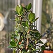 Plant growing in a porch with lots of natural light