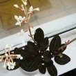 The Jewel Orchid or Ludisia discolor makes a brilliant houseplant