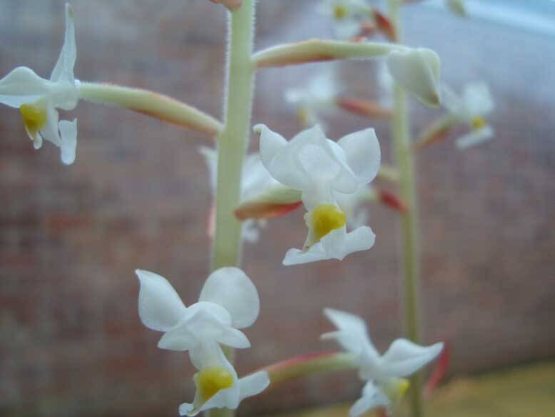  HOA GIEO TỨ TUYỆT - Page 49 Jewel-orchid-Ludisia-discolor-2L