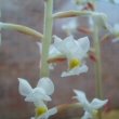 Jewel Orchid flowers are typically white with a yellow lip
