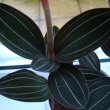 Ludisia discolor is one of the only orchids which is prized for its pretty pinstripe leaves