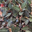 Lots of plants put together on a bench