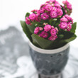 Kalanchoe with pink flowers by kaboompics