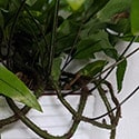 Kangaroo Fern Arial Roots