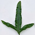 Young plants start off producing lanceolate shaped ferns, they then start producing lobed shapes like this one, before moving onto to mutiple lobes of five or more per leaf.