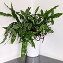 Kangaroo Paw Fern on a glass reflective worktop