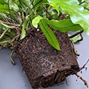 The roots are very thin but will form a dense mat after a few years