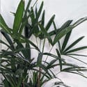 A Broadleaf Lady Palm being grown as a houseplant