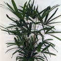 Rhapis Excelsa in a white container pot