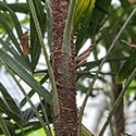 Photo showing the bamboo fibrous like stems