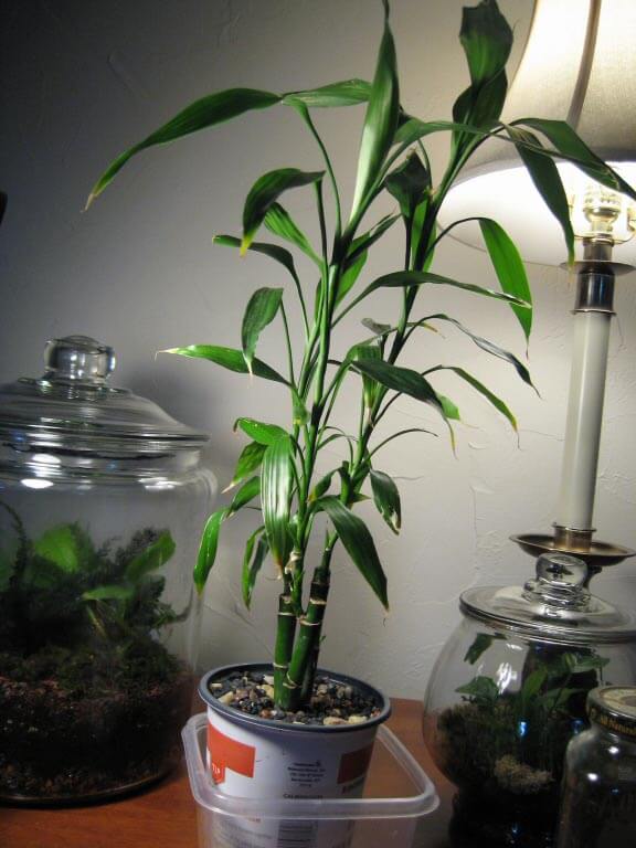 Lucky Bamboo (Dracaena Sanderiana) Guide Our House Plants