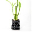 Dracaena sanderiana or Lucky Bamboo being grown in a black pot - photo by Champlax