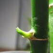 A new shoot emerges from a Lucky Bamboo stem - by Lilkittay