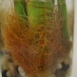 Lucky Bamboo roots are often orange, but can also have a red look as shown here - by Life @ 35 (mm)