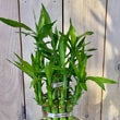 Several canes growing together to produce a bushy and stylish display