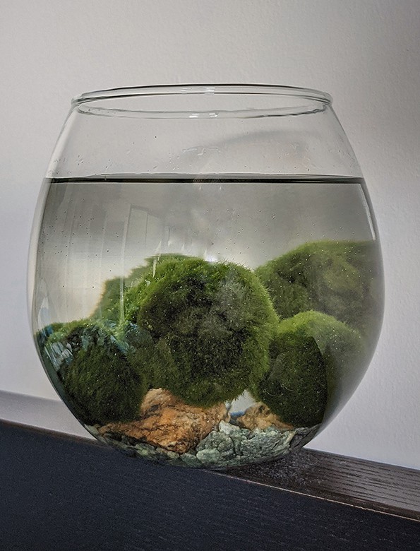 Marimo Moss Ball