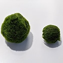 Moss Balls can be small but in time will grow very large