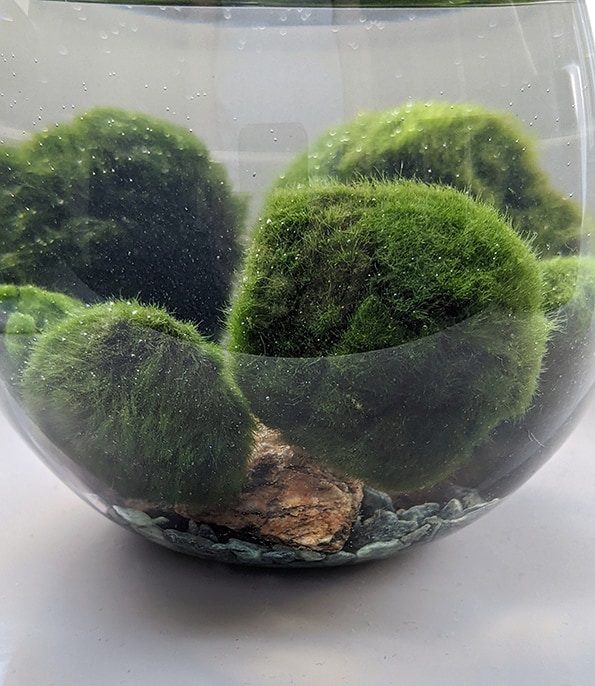 How Long Do Moss Balls Last In A Fish Tank?