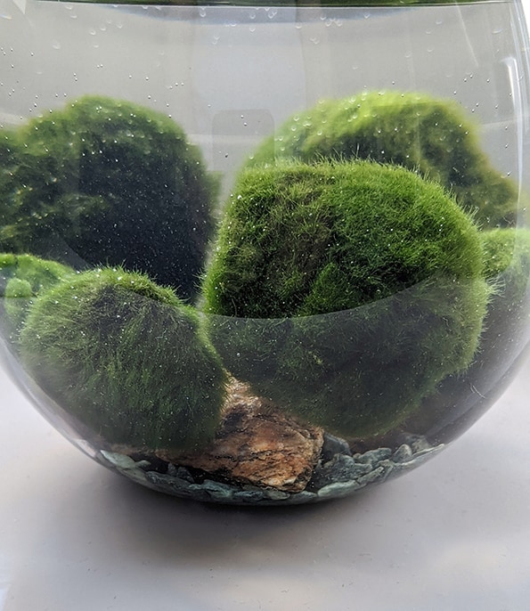 Marino balls  Fish pond gardens, Marimo moss ball, Pretty plants