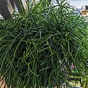 Large Rhipsalis baccifera 'Oasis' plant for sale in a houseplant store